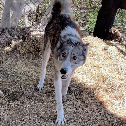 Funded: Dog Abandoned Near Frontlines with Life-Threatening Disease Needs Your Support to Survive