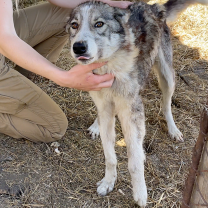 Funded: Dog Abandoned Near Frontlines with Life-Threatening Disease Needs Your Support to Survive