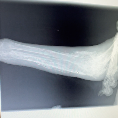 Funded: Dog Abandoned Near Frontlines with Life-Threatening Disease Needs Your Support to Survive