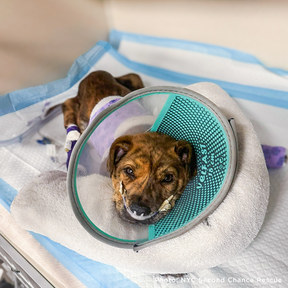 Funded: Help Save Puppy in Critical Condition After Being Struck by Car