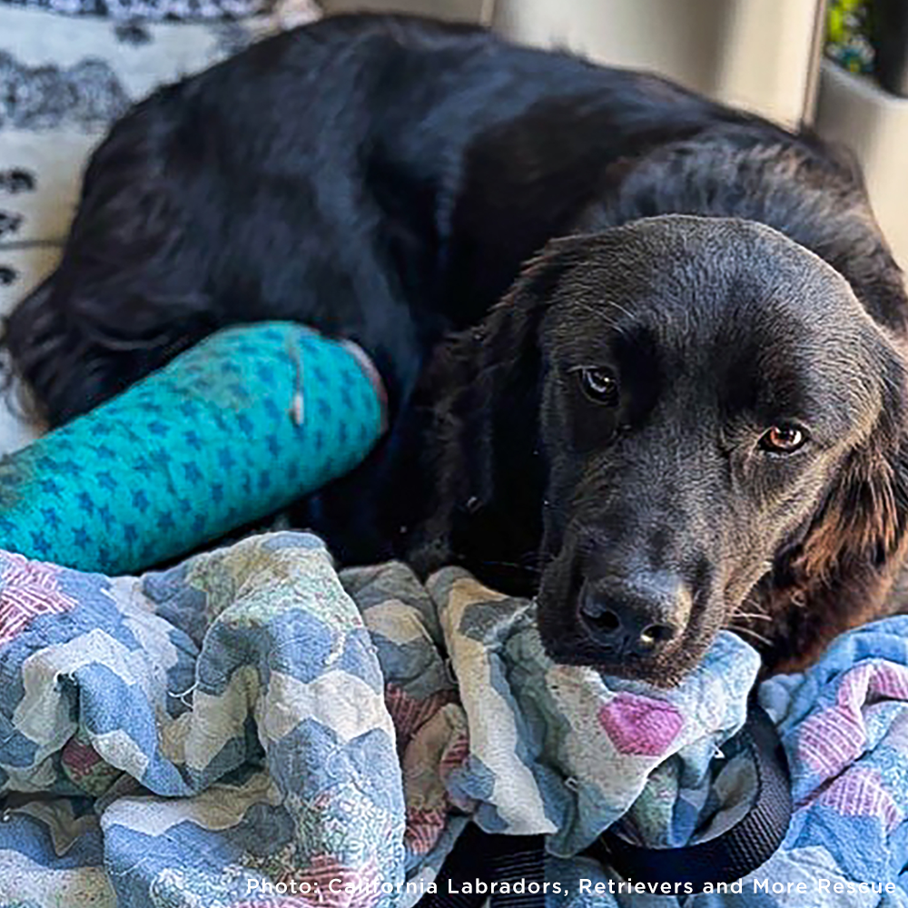 Funded: Braxon Was Found on Side of Road with Shattered Leg, Help Him Heal