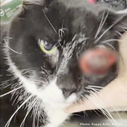 Neo with Painful Protruding Eye Needs Emergency Surgery