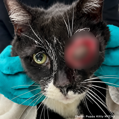 Neo with Painful Protruding Eye Needs Emergency Surgery