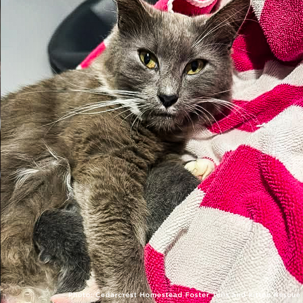 Pauline Needs Your Help After a Difficult Delivery