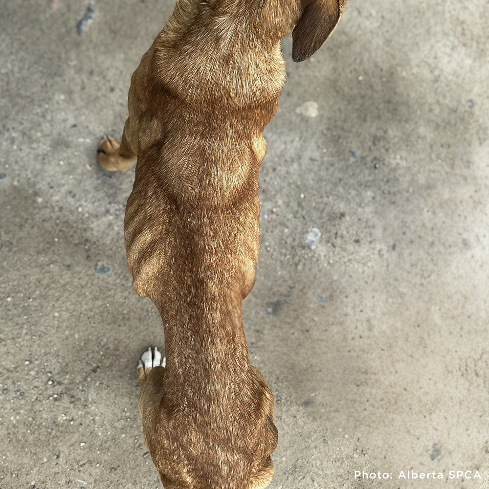 Funded: Emaciated Mama Dog with Broken Leg Needs Your Support to Walk Again