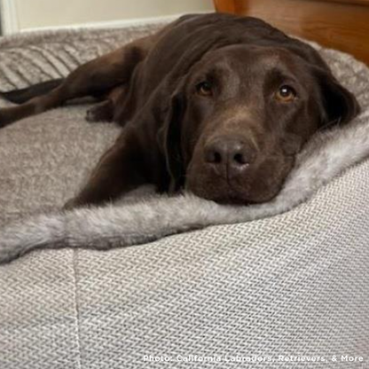 Funded: Dazy Spent Years in Small Cage at Puppy Mill and Needs Surgery to Walk Again