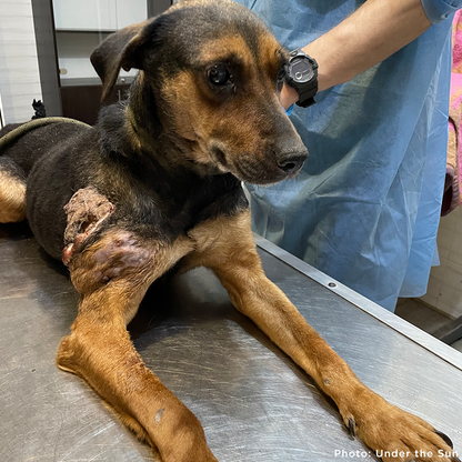 Skinny Ukraine Dog With Life-Threatening Tumors Needs Your Support