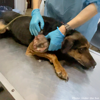 Skinny Ukraine Dog With Life-Threatening Tumors Needs Your Support