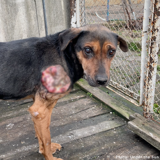 Skinny Ukraine Dog With Life-Threatening Tumors Needs Your Support