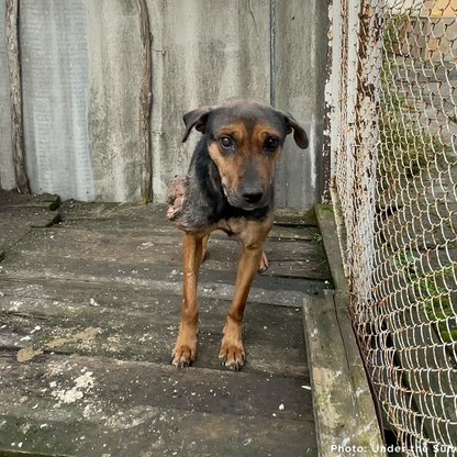 Skinny Ukraine Dog With Life-Threatening Tumors Needs Your Support
