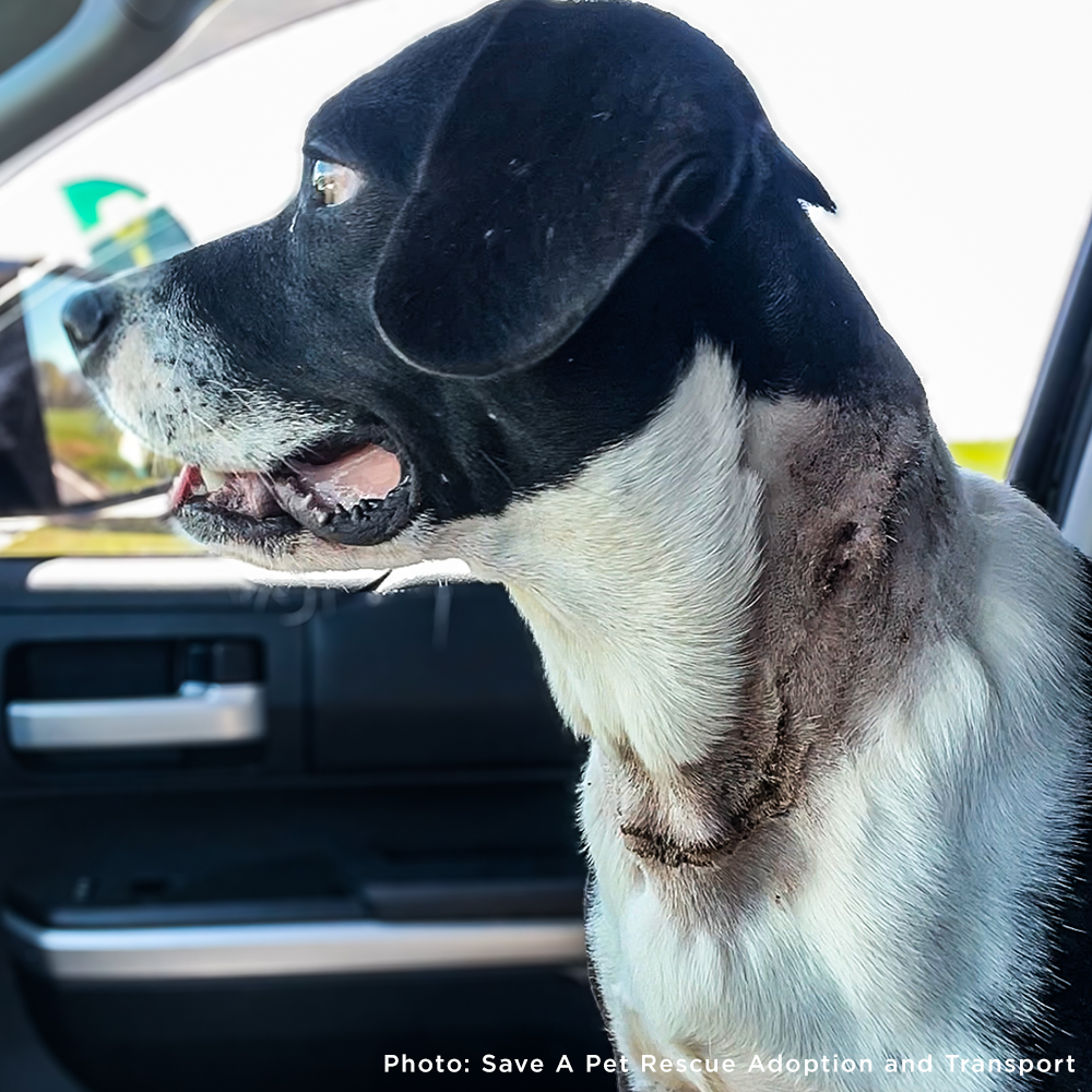 Embedded Collar Left Henry Injured and in Need of Treatment