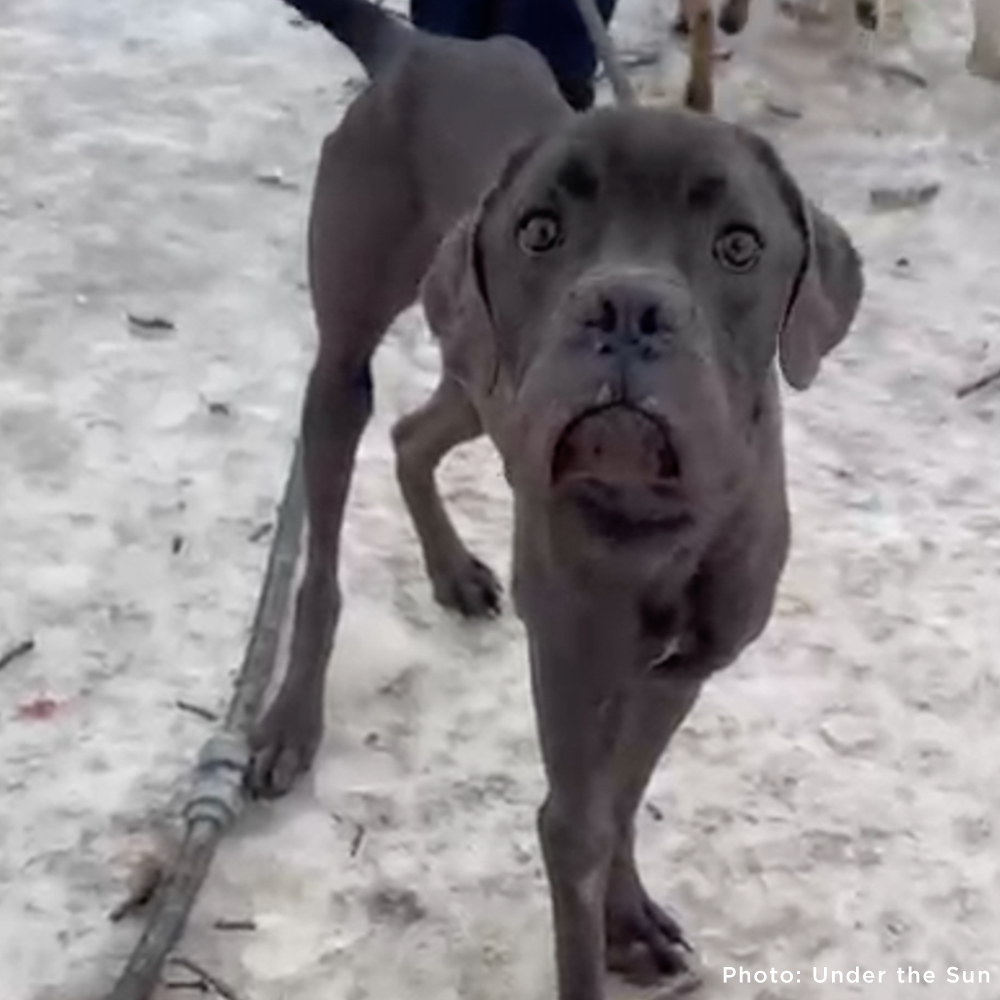 Emaciated Dogs Rescued from War-Torn Village Need Your Support to Survive