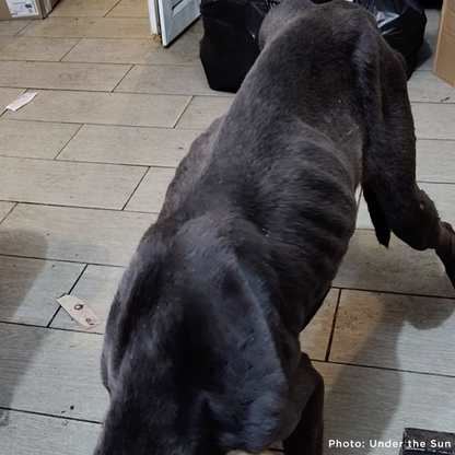 Emaciated Dogs Rescued from War-Torn Village Need Your Support to Survive