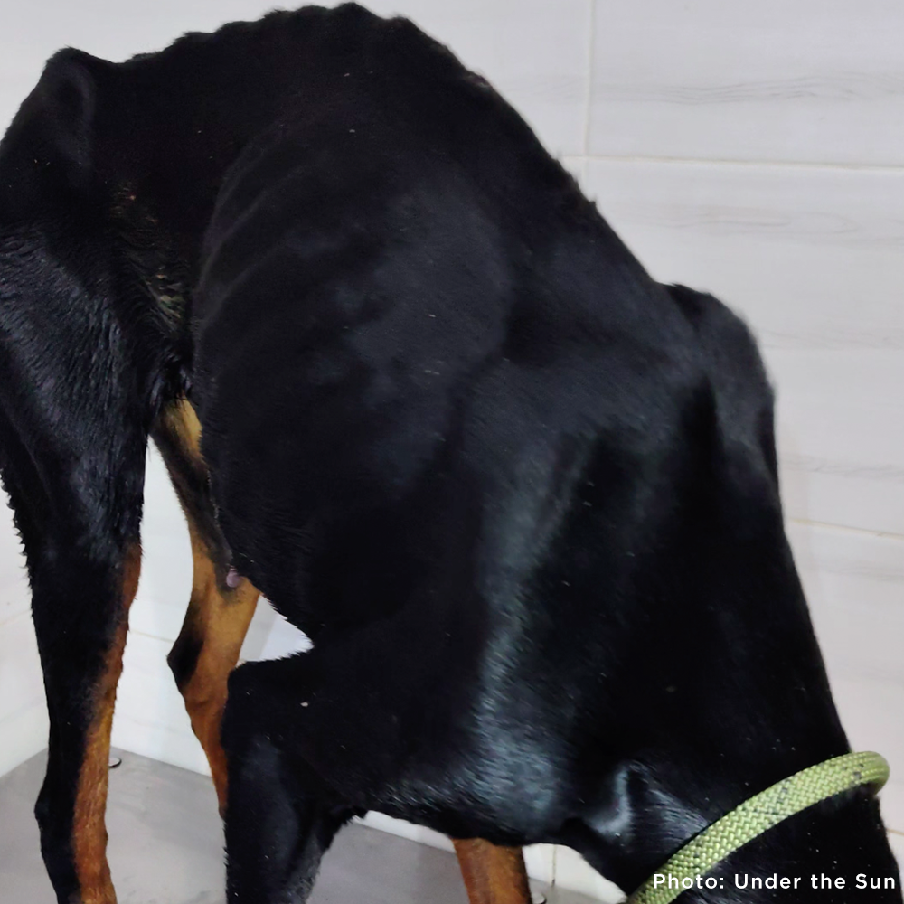 Emaciated Dogs Rescued from War-Torn Village Need Your Support to Survive