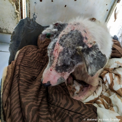 Funded: Help Ghost Recover From Painful Skin Infection