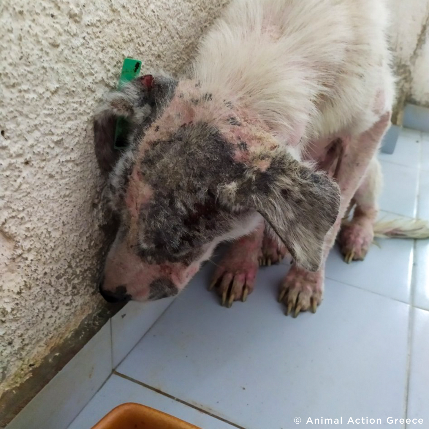 Funded: Help Ghost Recover From Painful Skin Infection