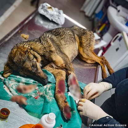 Funded: Help Severely Injured Dog With Rotting Wounds Keep Her Legs