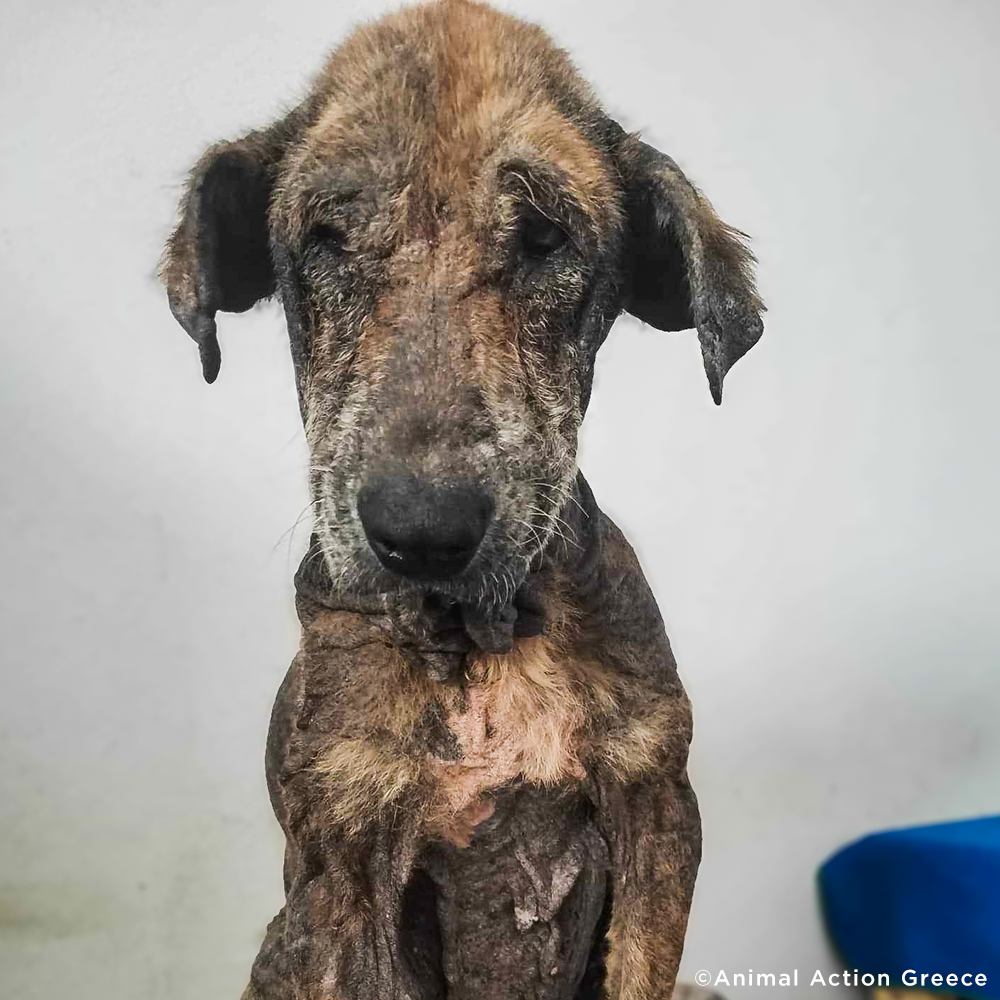 Funded: Help Emaciated Dog Who Was Waiting to Die Get Care He Needs