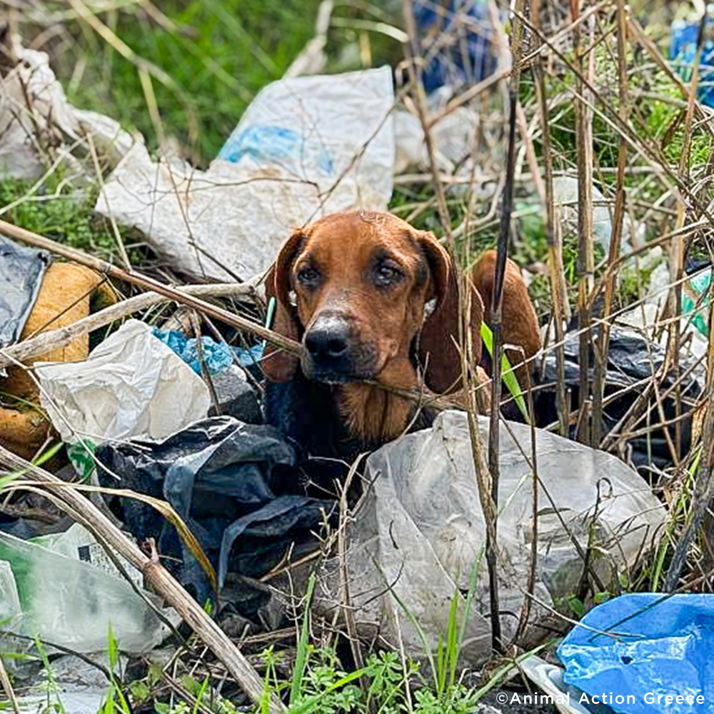 Funded: Help Sick Dog Found Barely Surviving in Pile of Garbage