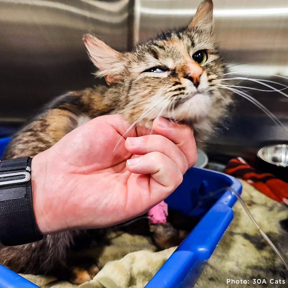 Funded: Cat Caught in Rusty Trap Needs Your Support to Walk Without Pain