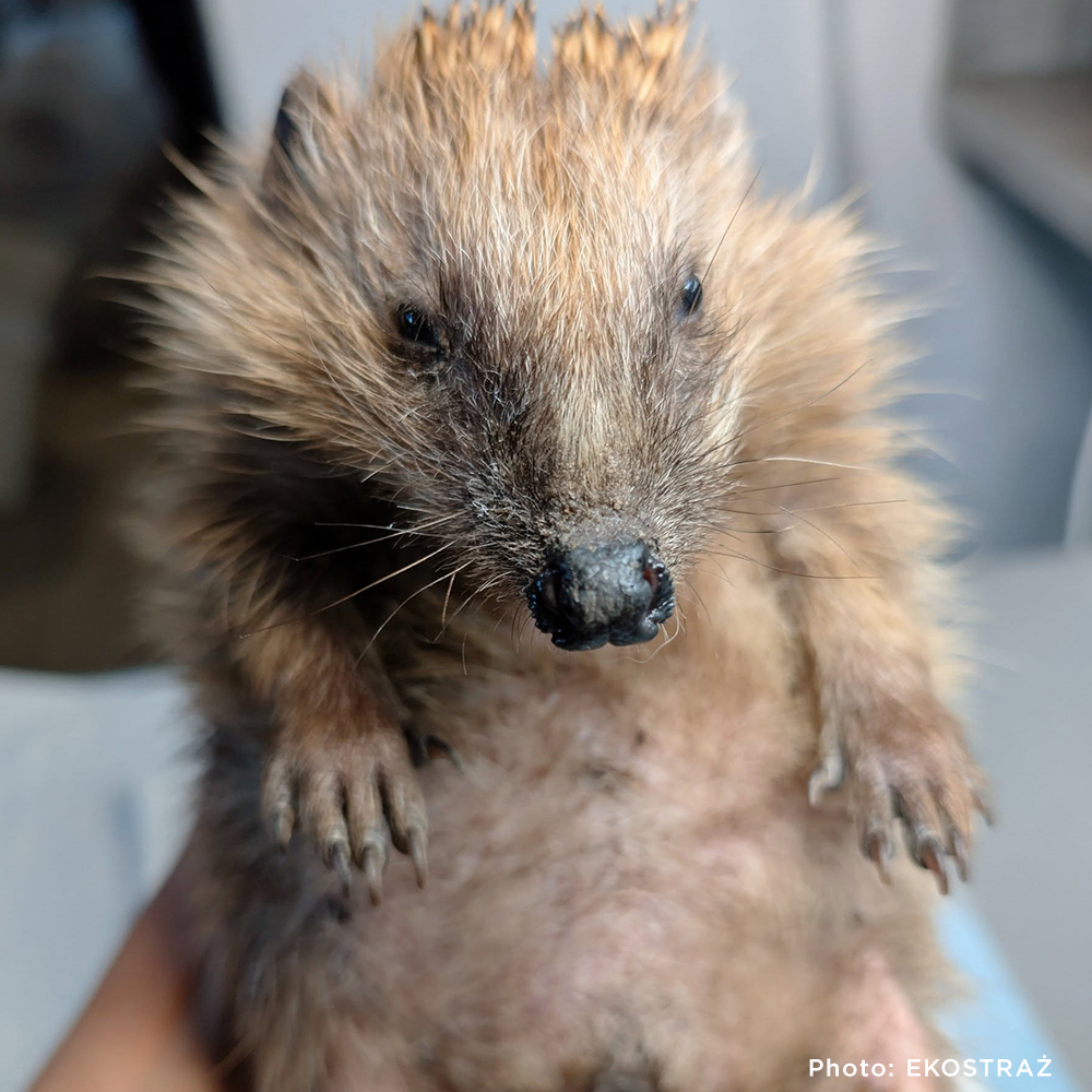 Sick, Vulnerable, and Fighting to Heal - Two Hedgehogs Need a Lifeline