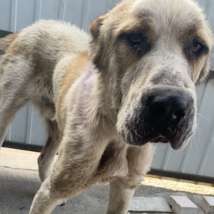 Funded: Emaciated Dog Found on War-Torn Streets Barely Able to Stand Needs Your Help