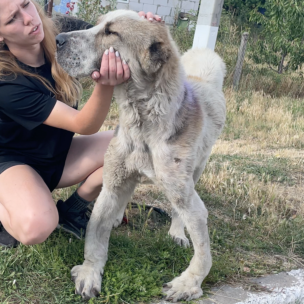 Funded: Emaciated Dog Found on War-Torn Streets Barely Able to Stand Needs Your Help