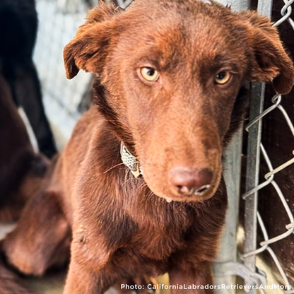 Funded: Injured Puppy Who Survived Deadly Wildfires Needs Leg Amputation to Walk Again