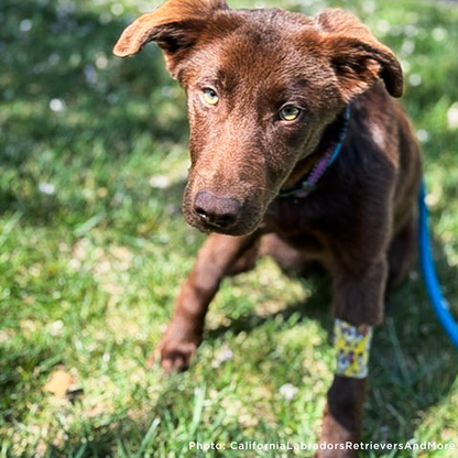 Funded: Injured Puppy Who Survived Deadly Wildfires Needs Leg Amputation to Walk Again