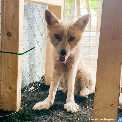 Support Jasper The Fox After Rescue From Fur Trade