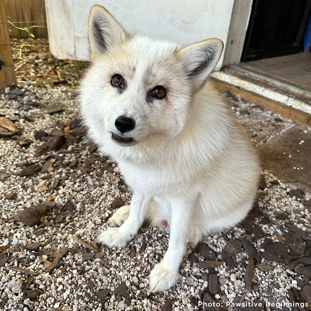 Support Jasper The Fox After Rescue From Fur Trade