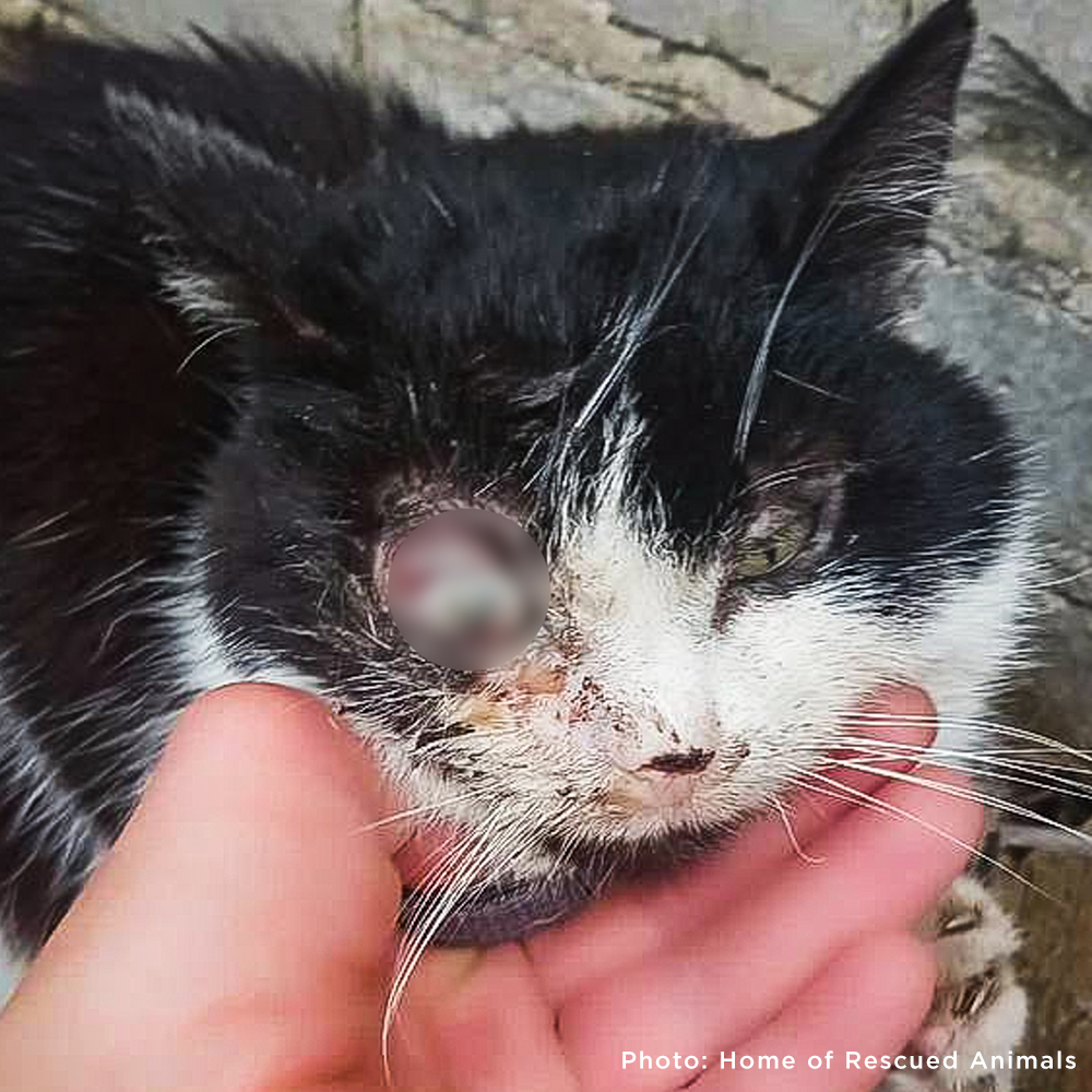 Funded: Help Save Ukraine Cat in Critical Condition with Ruptured Eye
