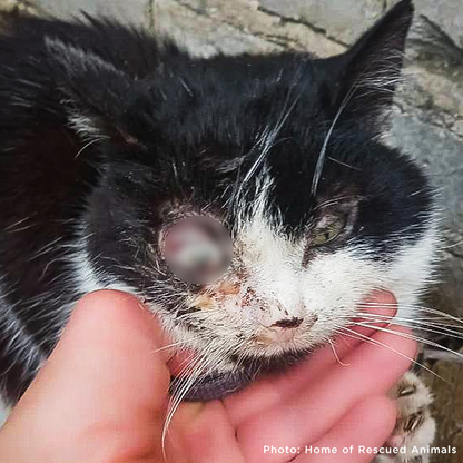 Funded: Help Save Ukraine Cat in Critical Condition with Ruptured Eye