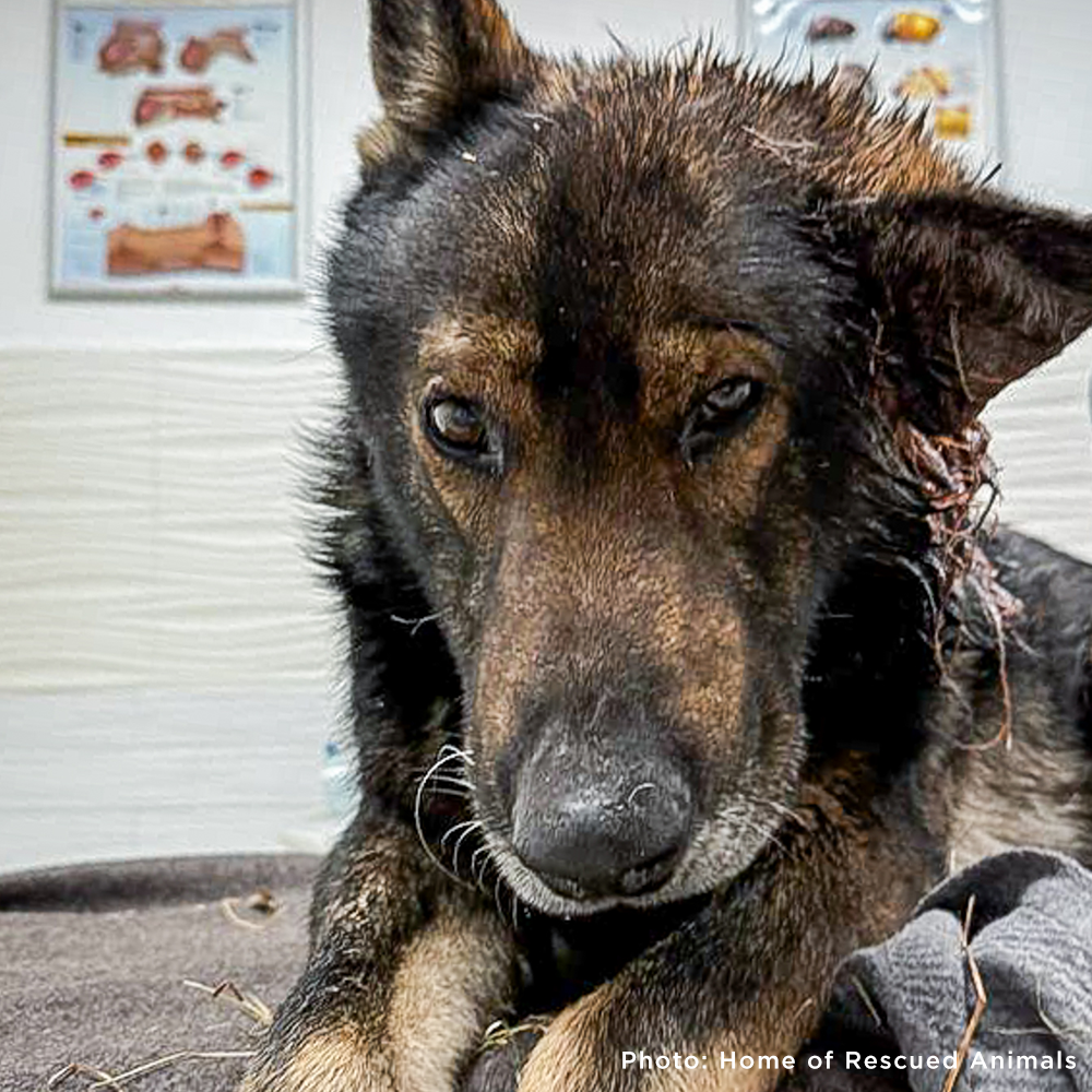 Funded: Severely Wounded Ukraine Dog Going Into Shock Needs Your Help to Survive