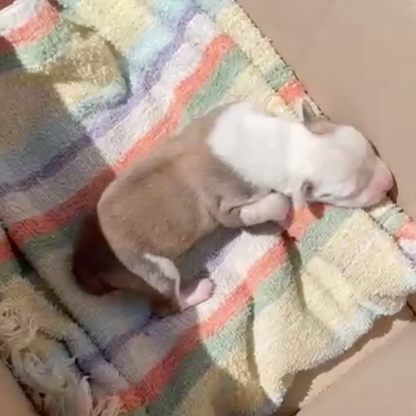 Funded: Help Save Malnourished Mama and Her Newborn Puppy Found in War Zone