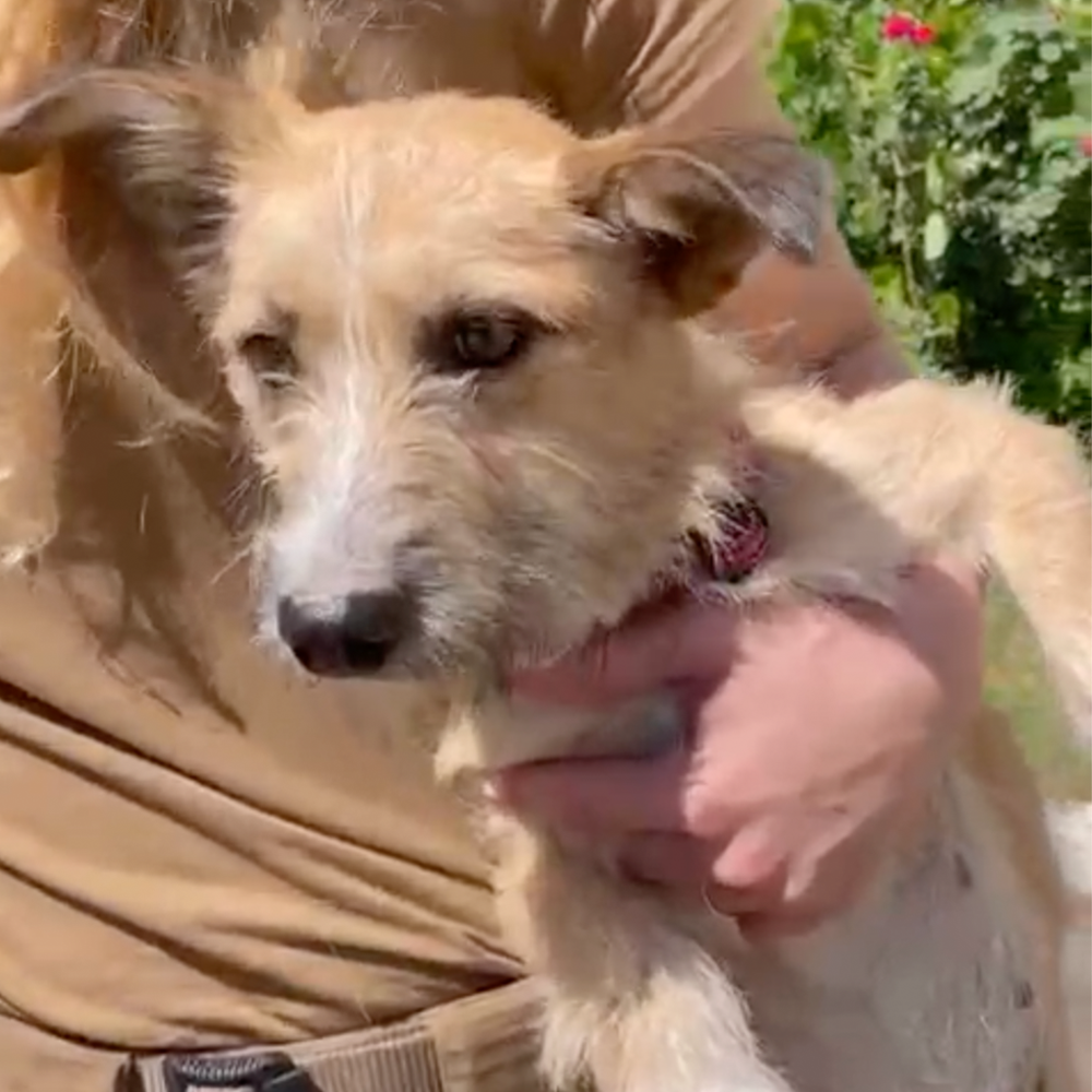 Funded: Help Save Malnourished Mama and Her Newborn Puppy Found in War Zone