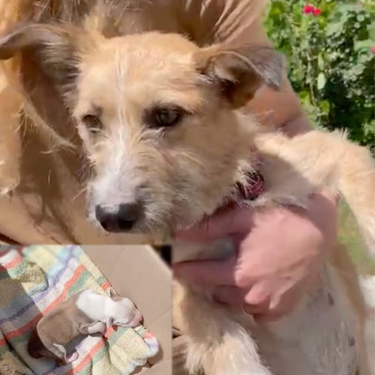 Funded: Help Save Malnourished Mama and Her Newborn Puppy Found in War Zone