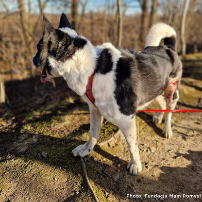 Funded: Ukraine Dog with Untreated Wound Needs Your Help to Heal