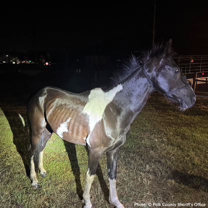 Help Emaciated Horses Heal from Severe Neglect