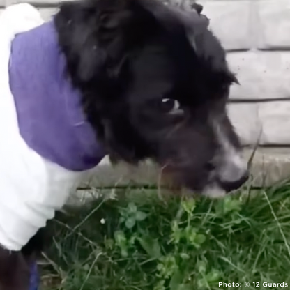 Funded: Help Ukraine Dog Found in Rubble of Destroyed Building Get Emergency Surgery