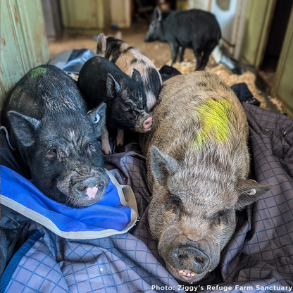 More Than 160 Pigs Rescued From Neglect Need Medical Care