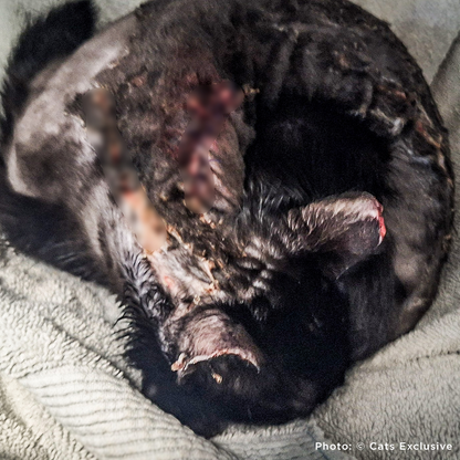 Funded: Abused Cat Covered in Painful Chemical Burns Needs Your Help