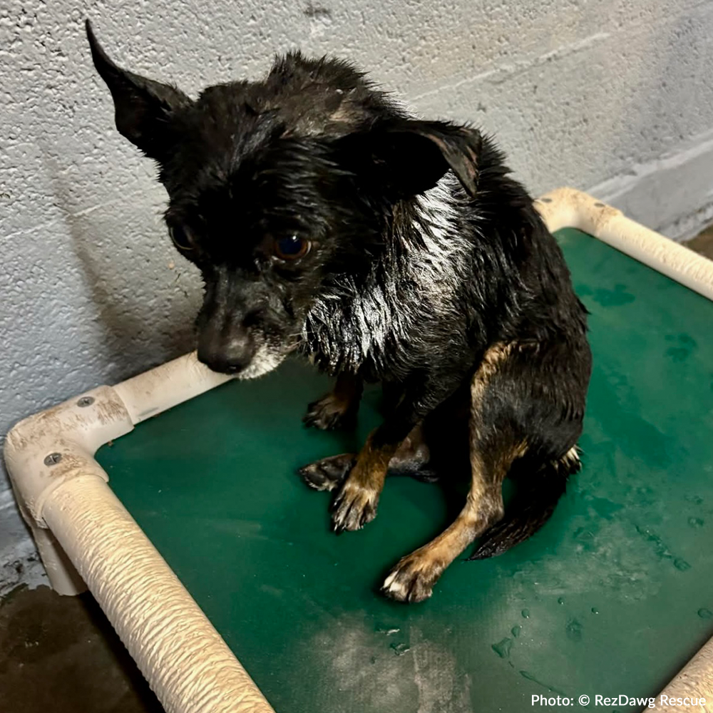 Support Rusty's Recovery After Gruesome Animal Attack