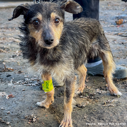 Funded: Dog Rescued from Frontlines Suffering from Parvo Needs Your Support to Survive