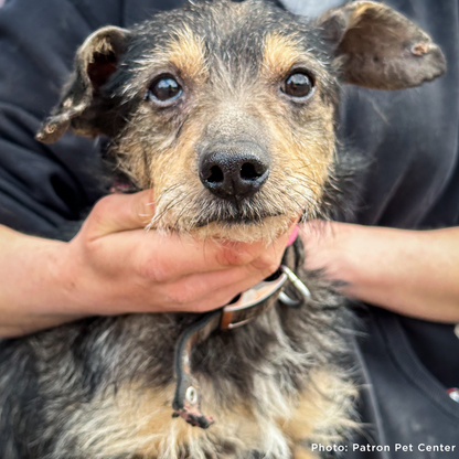 Funded: Dog Rescued from Frontlines Suffering from Parvo Needs Your Support to Survive