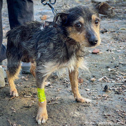 Funded: Dog Rescued from Frontlines Suffering from Parvo Needs Your Support to Survive