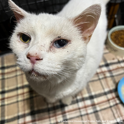 Help Senior Cat Monet Recover from a Collapsed Lung