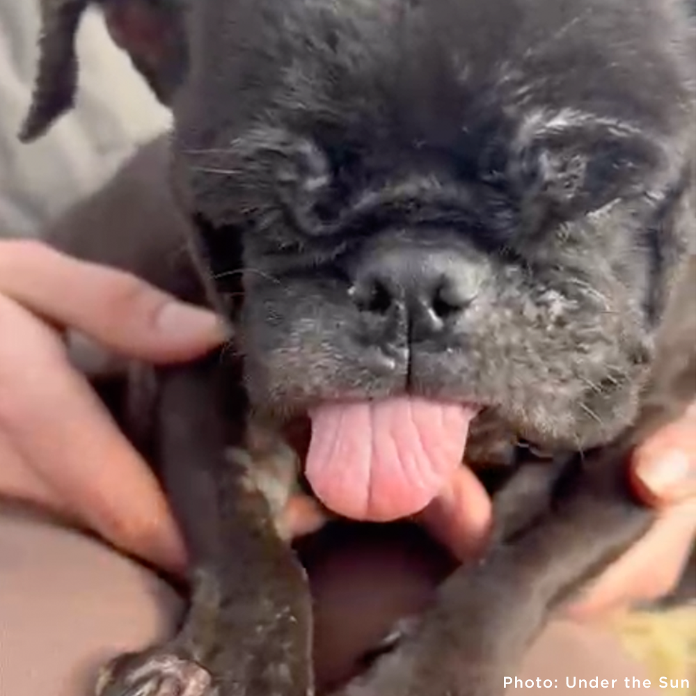 Care for Neglected Senior Pug Rescued from Horrifying Breeding Farm