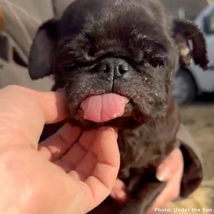 Care for Neglected Senior Pug Rescued from Horrifying Breeding Farm