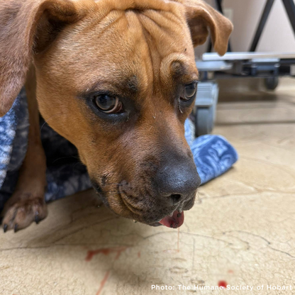 Shot at Close Range, Valentina Needs Help to Heal